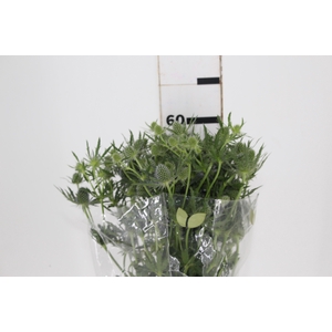 ERYNGIUM 060 CM