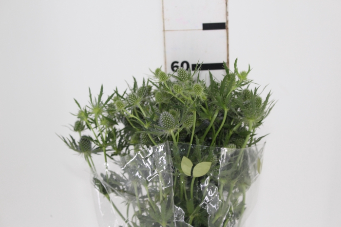 <h4>ERYNGIUM 060 CM</h4>