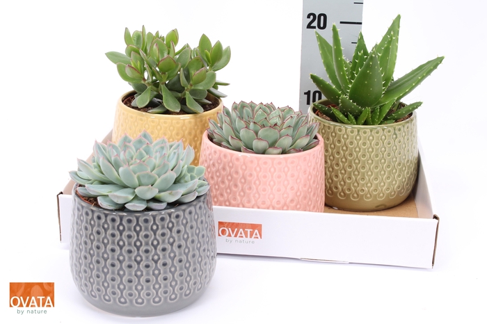 <h4>SUCC GEM 4 SRT</h4>