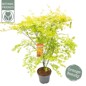 Acer palm. 'Orange Lace' ® C14 struik