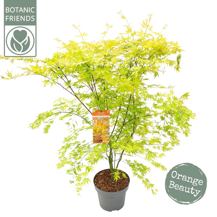 <h4>Acer palm. 'Orange Lace' ® C14 struik</h4>