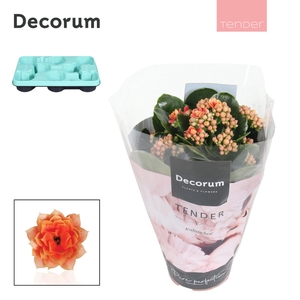 Kalanchoe Decorum TENDER - Serenity Peach