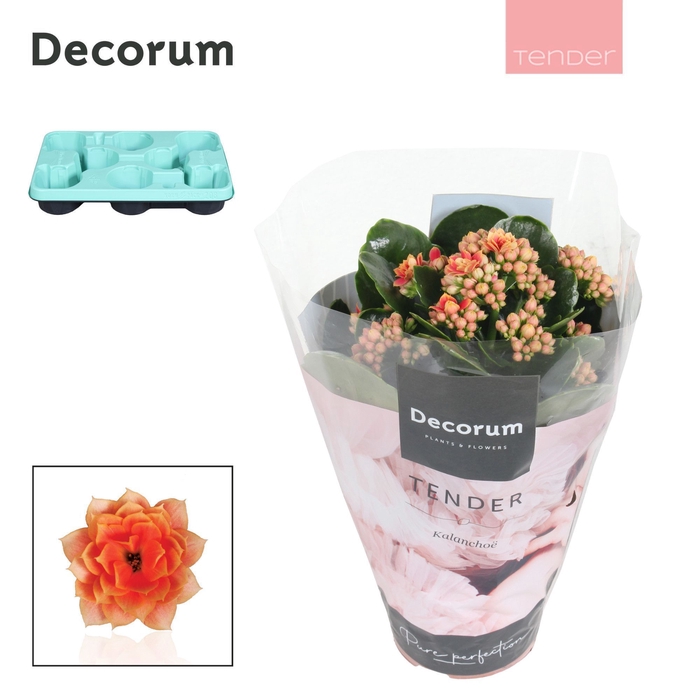 <h4>Kalanchoe Decorum TENDER - Serenity Peach</h4>