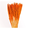 Pampas Silvy Orange