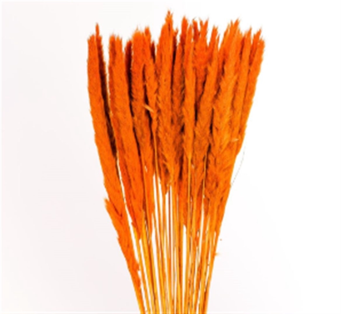 <h4>Pampas Silvy Orange</h4>