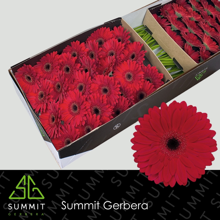 <h4>Gerbera Barones Doos</h4>