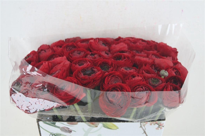 <h4>Ran Cloni 1 Tango</h4>