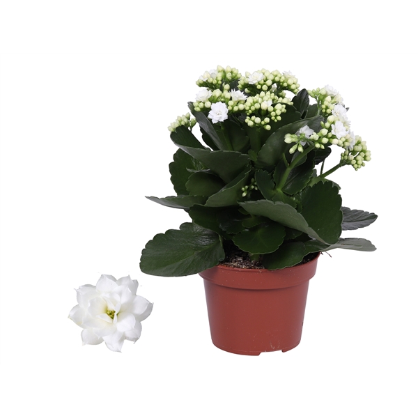 <h4>Kalanchoe Rosalina 12cm Don Dione wit, Zonder hoes</h4>