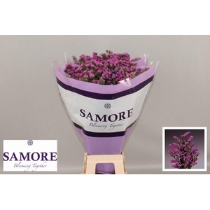 Limonium sinuatum 'Rosa Sun Bird'