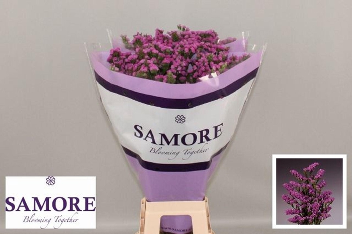 <h4>Limonium sinuatum 'Rosa Sun Bird'</h4>