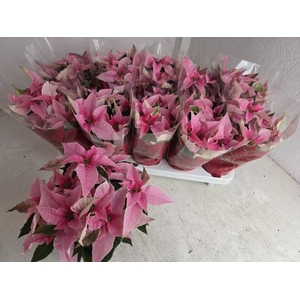 PRINCETTIA MIDI SOFT PINK P11