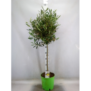 Olea europaea