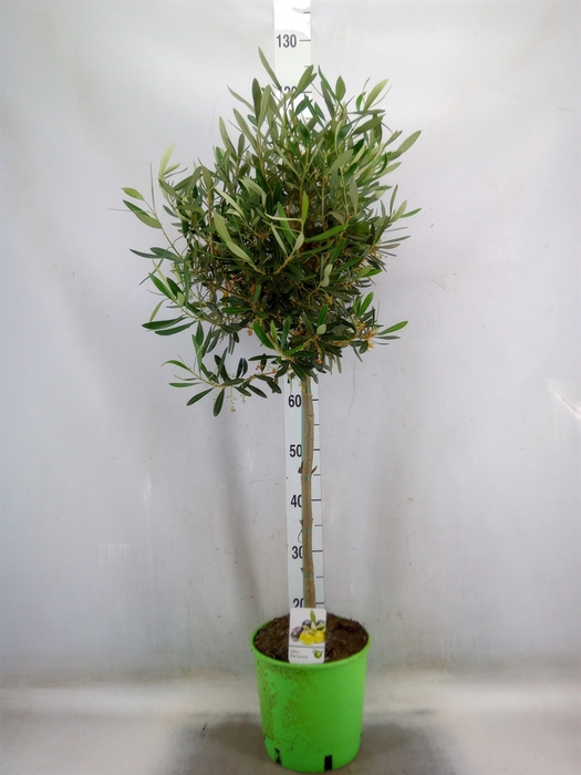 <h4>Olea europaea</h4>