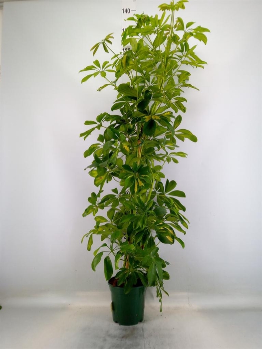 <h4>Schefflera arbor. 'Dalton'</h4>