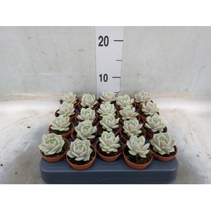 Echeveria   ...