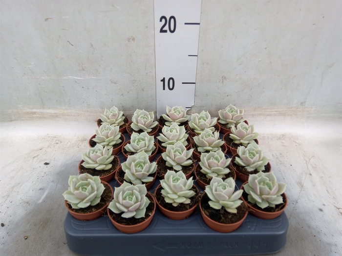 <h4>Echeveria   ...</h4>