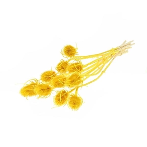 Chardon 55cm Bleached Yellow