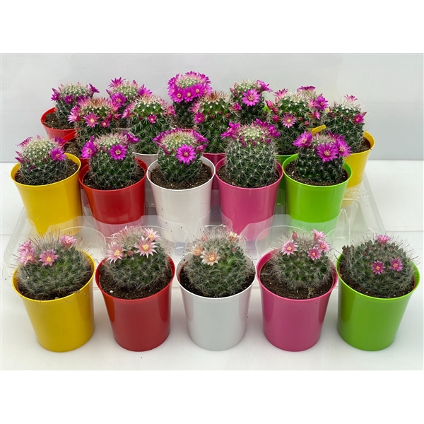 <h4>345 Bloei kameleon pot 6,5 cm</h4>