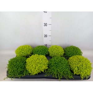 Soleirolia soleirolii   ...mix 2