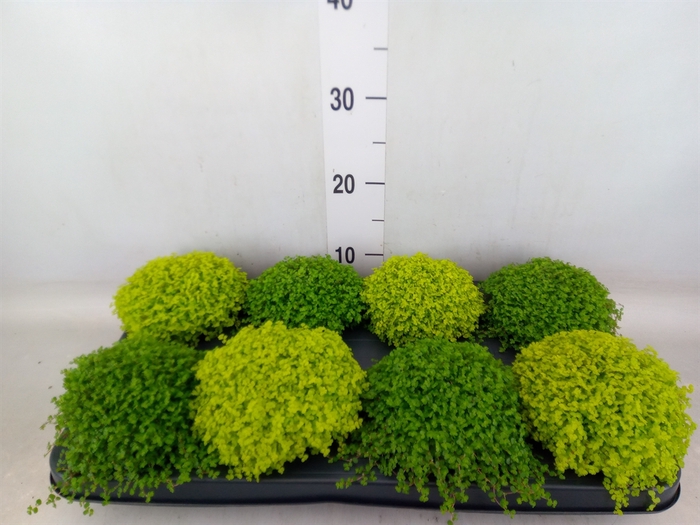<h4>Soleirolia soleirolii   ...mix 2</h4>