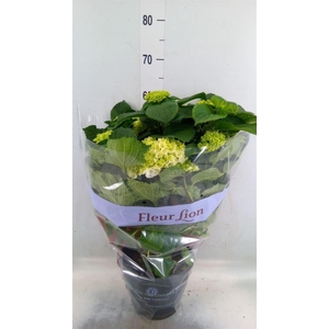 Hydrangea mac. 'Crystal Palace'