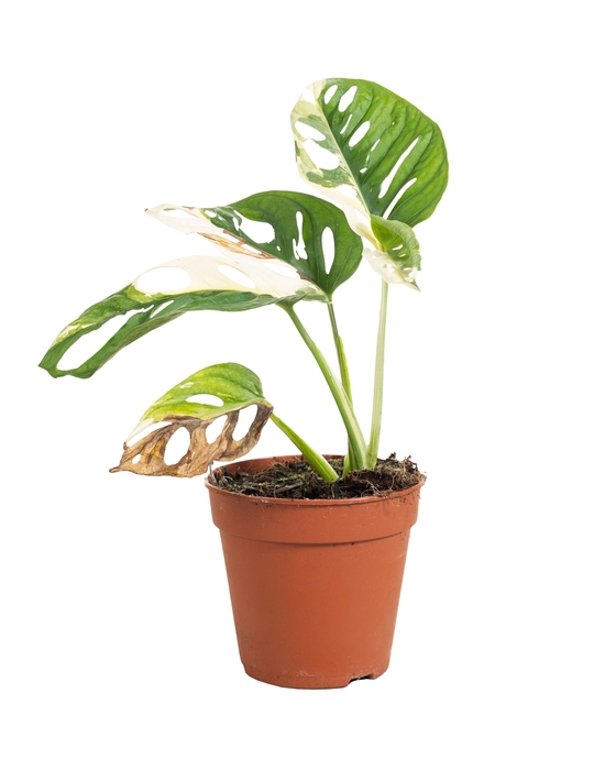 <h4>Monstera Adansonii Variegata B</h4>
