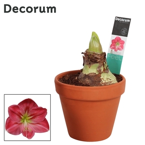 Hipp 2 bl Sweet Pink Terracotta