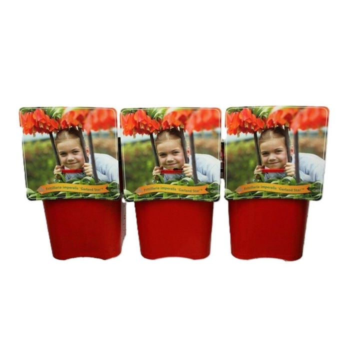 <h4>Fritillaria</h4>