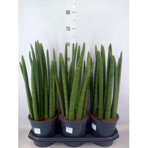 Sansevieria cyl.  ...