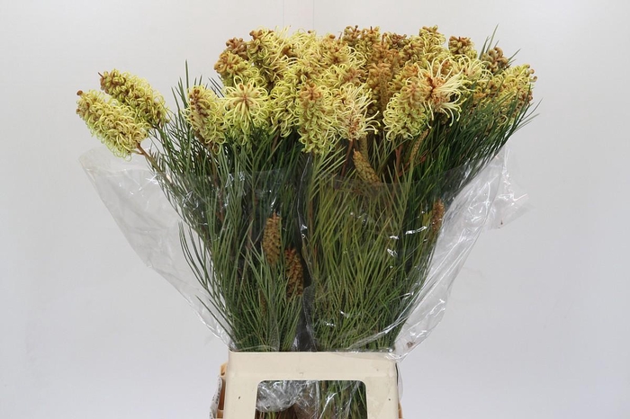 <h4>Grevillea Spiderman</h4>