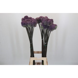 Allium Summer Drummer