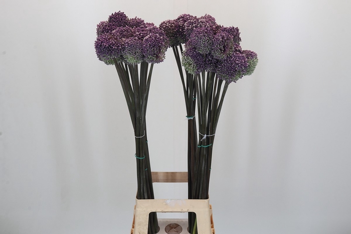 Allium Summer Drummer