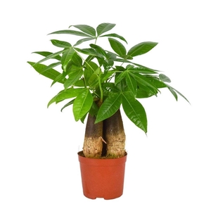 PACHIRA AQUATICA