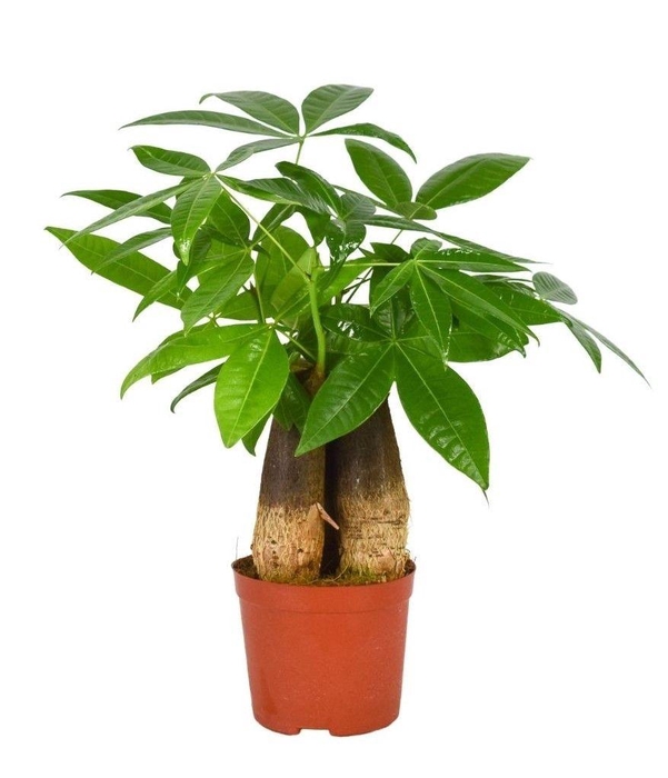 <h4>PACHIRA AQUATICA</h4>