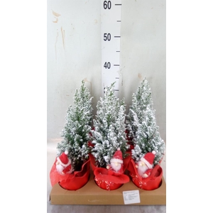 Chamaecyparis laws. 'Ellwoodii'