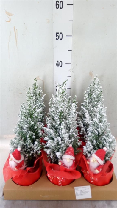 <h4>Chamaecyparis laws. 'Ellwoodii'</h4>