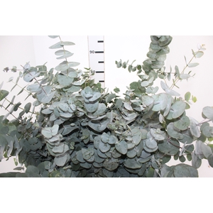 FOLHAGEM EUCAFLOR