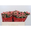 Hypericum Sweet Romance