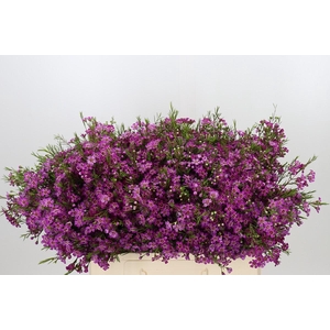 Chamelaucium Free Spirit