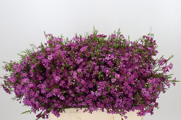 <h4>Chamelaucium Free Spirit</h4>