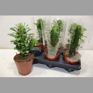 Euphor Trigona