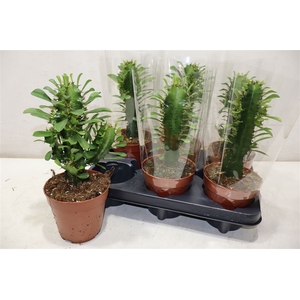 Euphor Trigona