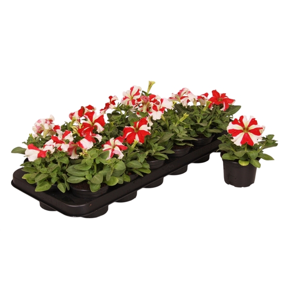 <h4>Petunia rood ster p9</h4>