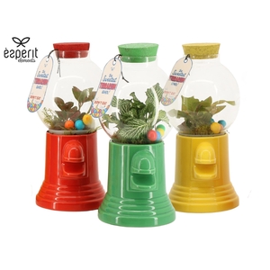 90896: Terrarium arrangement