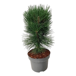 Pinus nigra 'Pyramidalis'