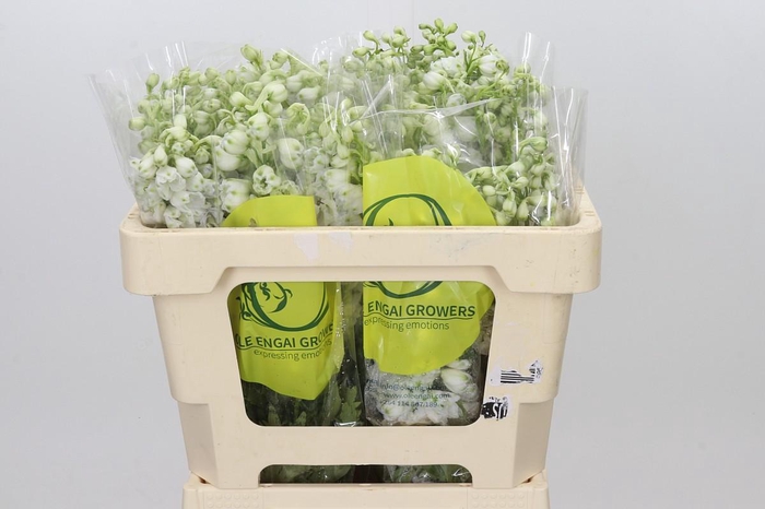 <h4>Delphinium Pure White</h4>