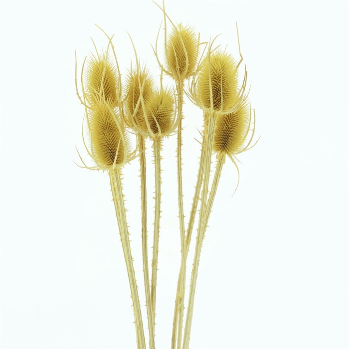 <h4>Dried Echinops Bleached Yellow (8st P Bunch)</h4>