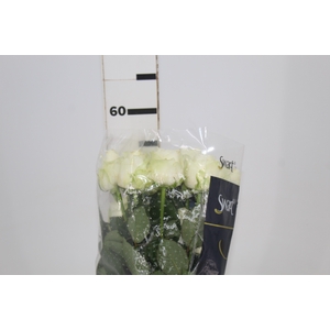ROSA ADVANCE 050 CM