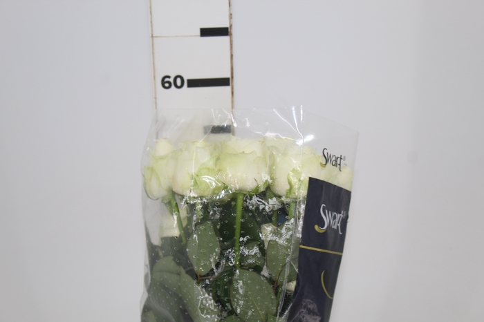 <h4>ROSA ADVANCE 050 CM</h4>