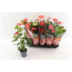 ** Anthu An Gem 4 Kl 4+ ** Winter Promo ** **